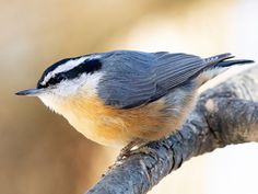 a small bird sitting on top of a tree branch in front of a blurry background