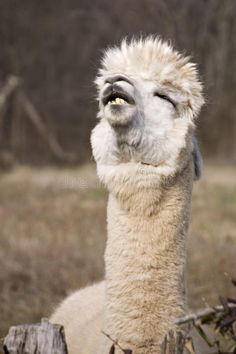 an alpaca looking up at the sky with its eyes closed and tongue out