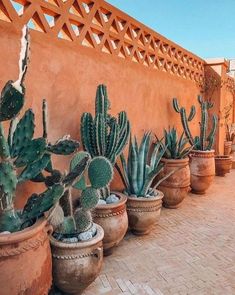 several cactus plants are lined up on the side of a building in front of a wall