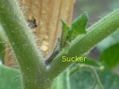 a small insect sitting on top of a green plant