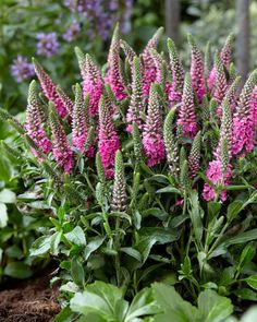 purple flowers are blooming in the garden next to green leaves and plants with pink centers