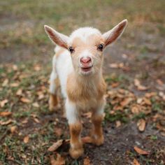 a small brown and white goat standing on top of a grass covered field with leaves