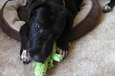 a large black dog laying on top of a pet bed with a toy in it's mouth