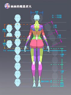 a woman's body is shown with different colors