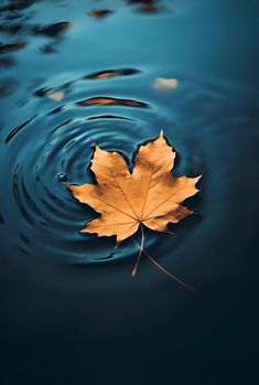 a leaf floating on top of a body of water