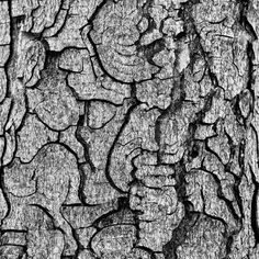 the bark of an old tree is black and white