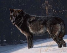 a wolf standing in the snow near some trees