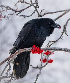 a black bird sitting on top of a tree branch with red berries in it's beak