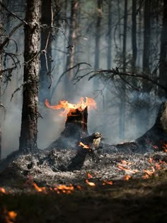 a fire blazing in the middle of a forest