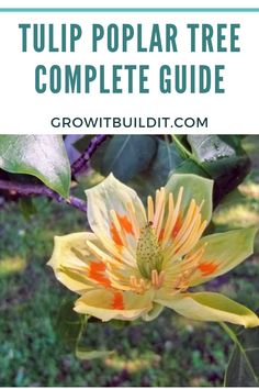 an orange and yellow flower with text overlay that reads tulip poplar tree complete guide