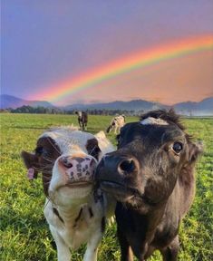 two cows standing next to each other with a rainbow in the background