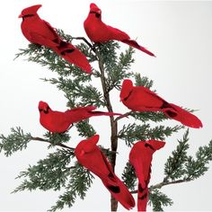 four red birds perched on top of a tree branch