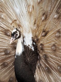 a close up of a peacock with feathers spread out