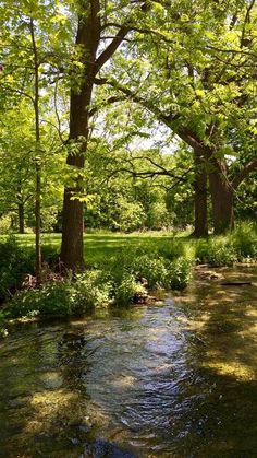 a stream running through a lush green forest