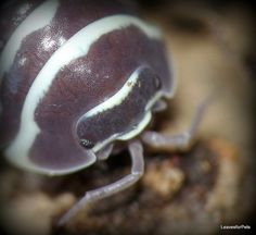 a small purple and white insect sitting on top of a rock