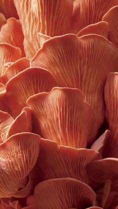 an image of some very pretty orange mushrooms