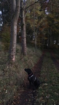 a black dog sitting in the middle of a forest