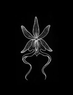 a drawing of a flower on a black background