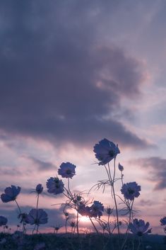 the sun is setting behind some wildflowers in an open field on a cloudy day