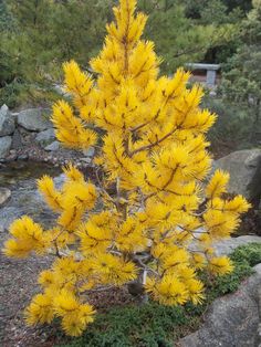 a small yellow tree in the middle of some rocks