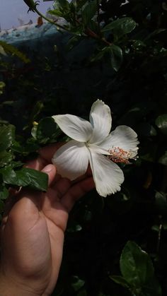 a person holding a white flower in their hand