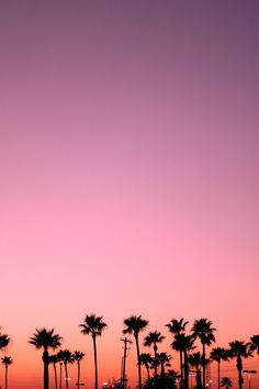 palm trees are silhouetted against a pink sky