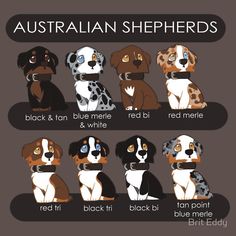 the different breeds of australian shepherds are depicted in this cartoon style dog pictures, animal pictures