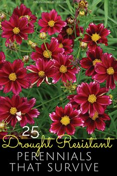 red flowers with the words, 25 bright restaurant perennials that survive on top of them