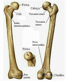 the bones of the lower limbs and upper limbs