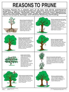 a poster showing the different types of trees and how they are used to grow them