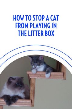 a cat sitting on top of a wooden shelf next to another cat in the litter box