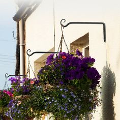 purple flowers hanging from the side of a building