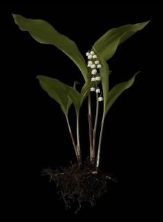 a plant with white flowers growing out of it's roots on a black background