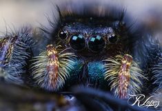 a close up view of a colorful spider's face and legs, with its eyes wide open