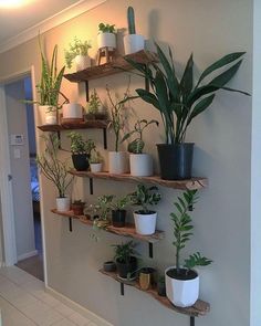 some plants are sitting on wooden shelves in a room with tile flooring and white walls