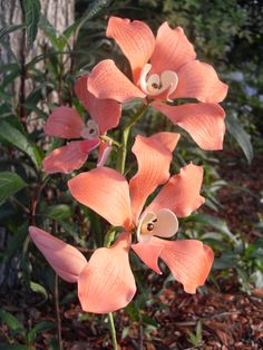 an orange flower is blooming in the woods