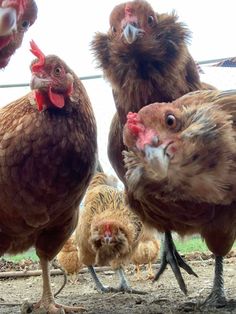 several brown chickens standing next to each other