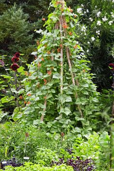 an outdoor garden with lots of plants and flowers