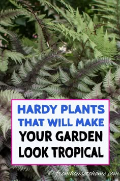 a sign that says, hard plants that will make your garden look tropical