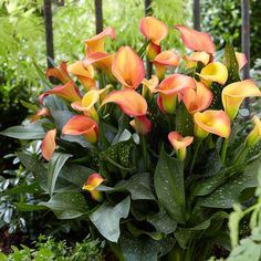 orange and yellow flowers blooming in the garden