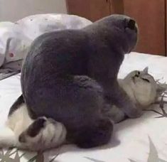 a cat laying on top of a bed next to another cat