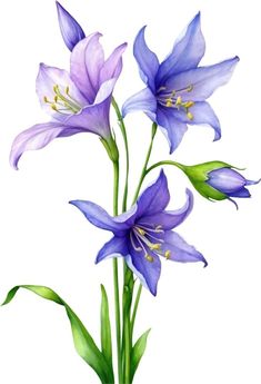 three purple flowers with green stems on a white background