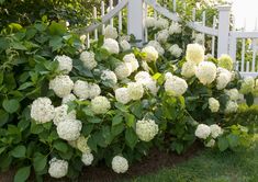 white hydrangeas are growing in the grass near a picket fence and shrubbery