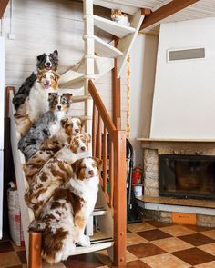 a group of dogs sitting on top of a stair case next to a fire place