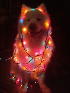 a white dog with christmas lights around it's neck