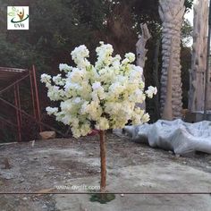 a small tree with white flowers is in the middle of an empty lot next to some trees