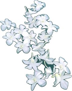 some white flowers on a white background