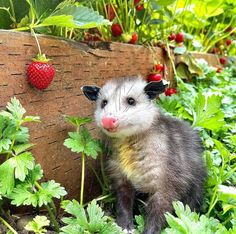 a small animal sitting in the grass next to strawberries