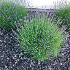 some purple flowers are growing in the gravel