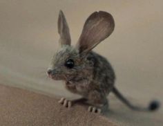 a small mouse sitting on top of a sand dune